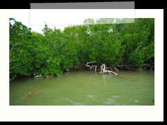 rio_lagartos_515