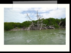 rio_lagartos_516