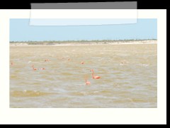rio_lagartos_522