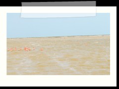 rio_lagartos_525