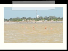 rio_lagartos_527