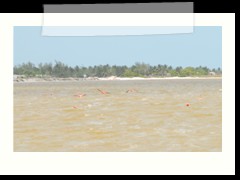 rio_lagartos_533
