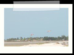rio_lagartos_539