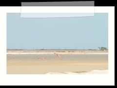 rio_lagartos_540