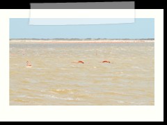 rio_lagartos_544