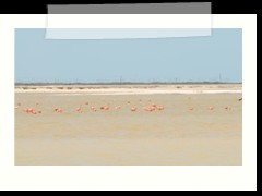 rio_lagartos_548