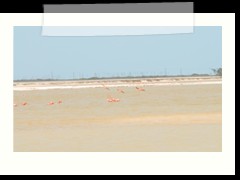 rio_lagartos_551