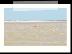 rio_lagartos_554