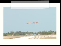 rio_lagartos_558