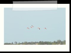 rio_lagartos_564
