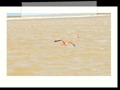 rio_lagartos_565