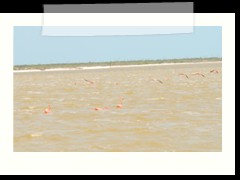 rio_lagartos_569