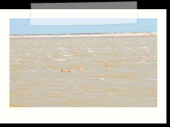 rio_lagartos_575
