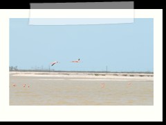 rio_lagartos_579