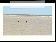 rio_lagartos_583
