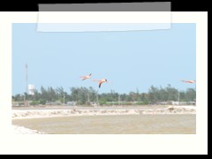 rio_lagartos_585