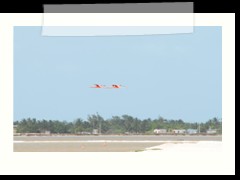 rio_lagartos_586
