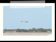 rio_lagartos_587