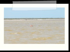 rio_lagartos_589