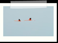 rio_lagartos_592
