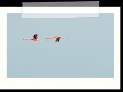 rio_lagartos_593