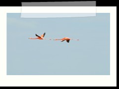 rio_lagartos_595