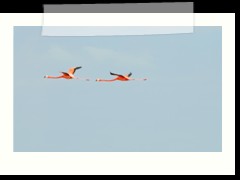 rio_lagartos_596