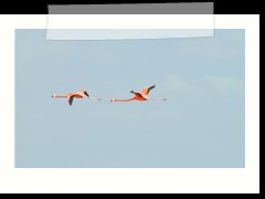 rio_lagartos_597