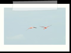 rio_lagartos_598