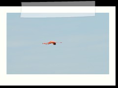 rio_lagartos_601
