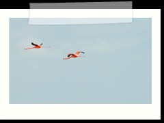 rio_lagartos_602