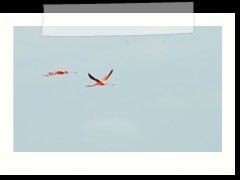 rio_lagartos_603