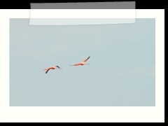 rio_lagartos_604