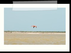 rio_lagartos_605