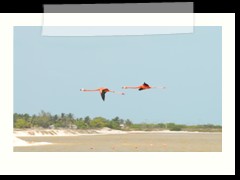 rio_lagartos_611