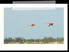 rio_lagartos_615