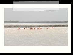 rio_lagartos_617