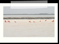 rio_lagartos_619
