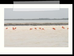 rio_lagartos_620