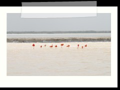 rio_lagartos_621