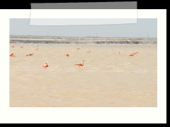 rio_lagartos_623