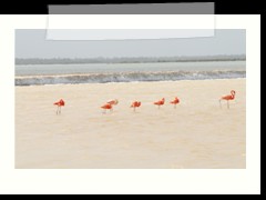 rio_lagartos_625