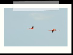 rio_lagartos_628