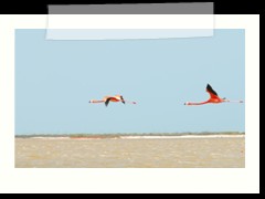 rio_lagartos_633