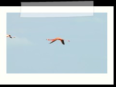 rio_lagartos_637