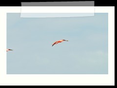 rio_lagartos_641