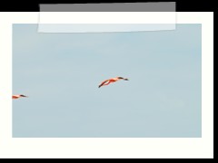 rio_lagartos_642