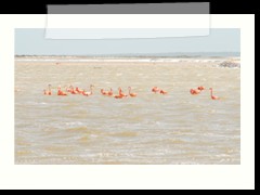rio_lagartos_644