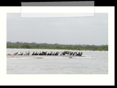 rio_lagartos_647