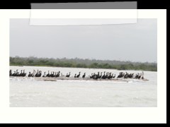rio_lagartos_648